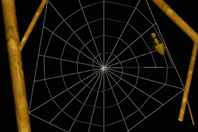 La construction de la toile d'araignée - 2mn 43s